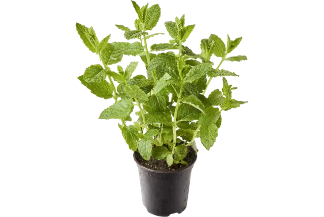 BIO Mint Maroc in pot doos 2st stuk